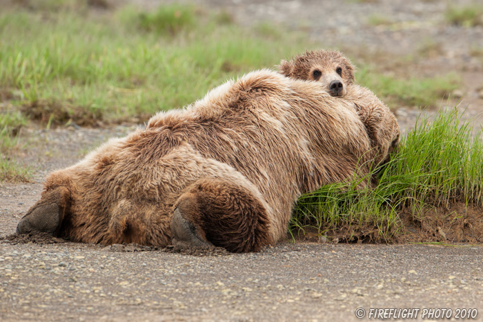 wildlife;Bear;Grizzly Bear;Brown Bear;Coastal Bear;Ursus Arctos;Cub;Katmai NP;Hallo Bay;D3X