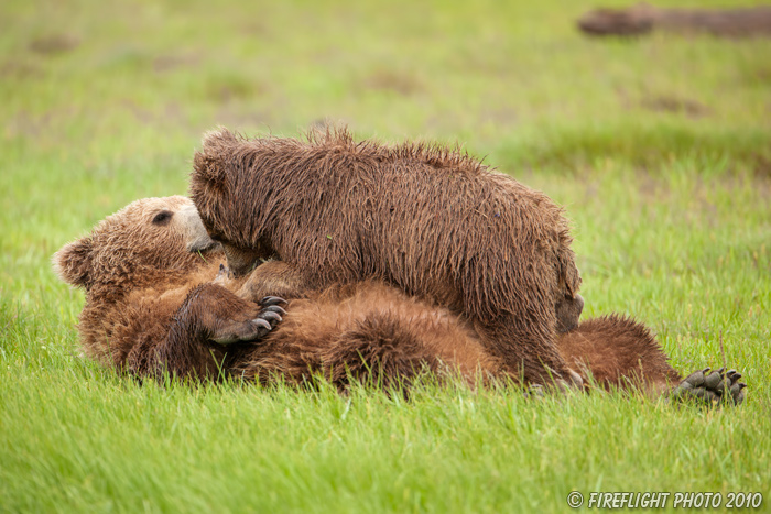 wildlife;Bear;Grizzly Bear;Brown Bear;Coastal Bear;Ursus Arctos;Cubs;Nursing;Katmai NP;Hallo Bay