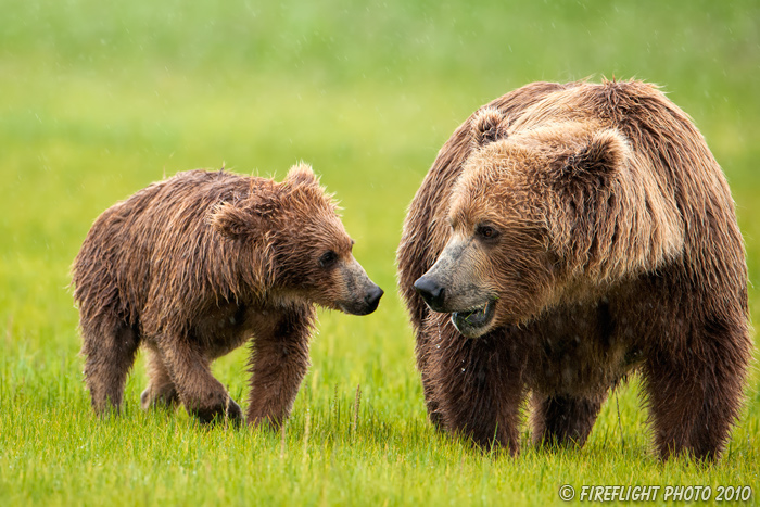 wildlife;Bear;Grizzly Bear;Brown Bear;Coastal Bear;Ursus Arctos;Cub;Katmai NP;Hallo Bay