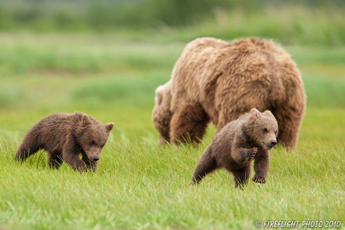 wildlife;Bear;Grizzly Bear;Brown Bear;Coastal Bear;Ursus Arctos;Cubs;Katmai NP;Hallo Bay;D3X