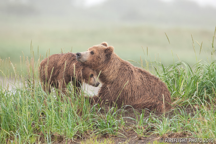 wildlife;Bear;Grizzly Bear;Brown Bear;Coastal Bear;Ursus Arctos;Cub;Fighting;Katmai NP;Hallo Bay