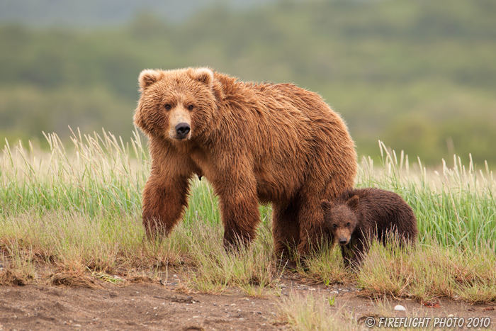 wildlife;Bear;Grizzly Bear;Brown Bear;Coastal Bear;Ursus Arctos;Cub;Katmai NP;Hallo Bay