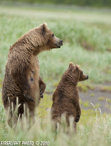 wildlife;Bear;Grizzly Bear;Brown Bear;Coastal Bear;Ursus Arctos;Cub;Katmai NP;Hallo Bay