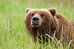 wildlife;Bear;Grizzly-Bear;Brown-Bear;Coastal-Bear;Ursus-Arctos;Head-Shot;Katmai-NP;Kukak-Bay