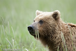 wildlife;Bear;Grizzly-Bear;Brown-Bear;Coastal-Bear;Ursus-Arctos;Head-Shot;Katmai-NP;Kukak-Bay