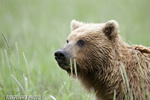 wildlife;Bear;Grizzly-Bear;Brown-Bear;Coastal-Bear;Ursus-Arctos;Head-Shot;Katmai-NP;Kukak-Bay