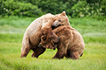 wildlife;Bear;Grizzly-Bear;Brown-Bear;Coastal-Bear;Ursus-Arctos;Wrestling;Katmai-NP;Kukak-Bay