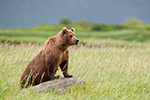 wildlife;Bear;Grizzly-Bear;Brown-Bear;Coastal-Bear;Ursus-Arctos;Katmai-NP;Sow;Hallo-Bay