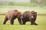 wildlife;Bear;Grizzly-Bear;Brown-Bear;Coastal-Bear;Ursus-Arctos;Katmai-NP;Hallo-Bay