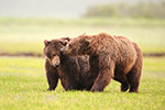 wildlife;Bear;Grizzly-Bear;Brown-Bear;Coastal-Bear;Ursus-Arctos;Katmai-NP;Hallo-Bay