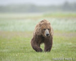 wildlife;Bear;Grizzly-Bear;Brown-Bear;Coastal-Bear;Ursus-Arctos;Katmai-NP;Hallo-Bay