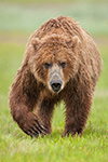 wildlife;Bear;Grizzly-Bear;Brown-Bear;Coastal-Bear;Ursus-Arctos;Katmai-NP;Hallo-Bay