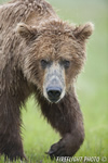 wildlife;Bear;Grizzly-Bear;Brown-Bear;Coastal-Bear;Ursus-Arctos;Head-Shot;Katmai-NP;Hallo-Bay