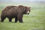 wildlife;Bear;Grizzly-Bear;Brown-Bear;Coastal-Bear;Ursus-Arctos;Katmai-NP;Hallo-Bay