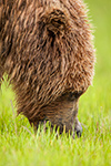 wildlife;Bear;Grizzly-Bear;Brown-Bear;Coastal-Bear;Ursus-Arctos;Head-Shot;Katmai-NP;Hallo-Bay