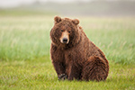 wildlife;Bear;Grizzly-Bear;Brown-Bear;Coastal-Bear;Ursus-Arctos;Katmai-NP;Hallo-Bay