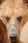 wildlife;Bear;Grizzly-Bear;Brown-Bear;Coastal-Bear;Ursus-Arctos;Head-Shot;Katmai-NP;Kukak-Bay