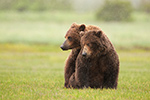 wildlife;Bear;Grizzly-Bear;Brown-Bear;Coastal-Bear;Ursus-Arctos;Katmai-NP;Hallo-Bay