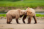 wildlife;Bear;Grizzly-Bear;Brown-Bear;Coastal-Bear;Ursus-Arctos;Fighting;Katmai-NP;Kukak-Bay;D3X