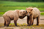 wildlife;Bear;Grizzly-Bear;Brown-Bear;Coastal-Bear;Ursus-Arctos;Fighting;Katmai-NP;Kukak-Bay;D3X
