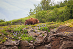 wildlife;Bear;Grizzly-Bear;Brown-Bear;Coastal-Bear;Ursus-Arctos;Boar;Lupins;Katmai-NP;Kukak-Bay