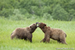 wildlife;Bear;Grizzly-Bear;Brown-Bear;Coastal-Bear;Ursus-Arctos;Fighting;Katmai-NP;Kukak-Bay