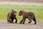 wildlife;Bear;Grizzly-Bear;Brown-Bear;Coastal-Bear;Ursus-Arctos;Cubs;Fighting;Katmai-NP;Hallo-Bay