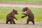 wildlife;Bear;Grizzly-Bear;Brown-Bear;Coastal-Bear;Ursus-Arctos;Cubs;Fighting;Katmai-NP;Hallo-Bay