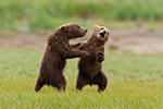 wildlife;Bear;Grizzly-Bear;Brown-Bear;Coastal-Bear;Ursus-Arctos;Cubs;Fighting;Playing;Katmai-NP;Hallo-Bay