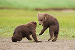 wildlife;Bear;Grizzly-Bear;Brown-Bear;Coastal-Bear;Ursus-Arctos;Cubs;Fighting;Katmai-NP;Hallo-Bay