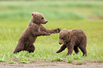 wildlife;Bear;Grizzly-Bear;Brown-Bear;Coastal-Bear;Ursus-Arctos;Cubs;Fighting;Katmai-NP;Hallo-Bay