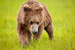 wildlife;Bear;Grizzly-Bear;Brown-Bear;Coastal-Bear;Ursus-Arctos;Cub;Head-Shot;Katmai-NP;Hallo-Bay