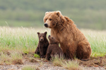 wildlife;Bear;Grizzly-Bear;Brown-Bear;Coastal-Bear;Ursus-Arctos;Cubs;Katmai-NP;Hallo-Bay