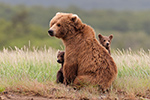 wildlife;Bear;Grizzly-Bear;Brown-Bear;Coastal-Bear;Ursus-Arctos;Cubs;Katmai-NP;Hallo-Bay