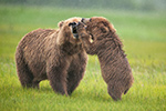 wildlife;Bear;Grizzly-Bear;Brown-Bear;Coastal-Bear;Ursus-Arctos;Cub;Kiss;Katmai-NP;Hallo-Bay