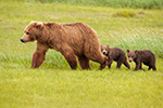 wildlife;Bear;Grizzly-Bear;Brown-Bear;Coastal-Bear;Ursus-Arctos;Cubs;Sow;Katmai-NP;Hallo-Bay