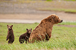 wildlife;Bear;Grizzly-Bear;Brown-Bear;Coastal-Bear;Ursus-Arctos;Cubs;Sow;Katmai-NP;Hallo-Bay
