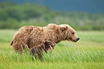 wildlife;Bear;Grizzly-Bear;Brown-Bear;Coastal-Bear;Ursus-Arctos;Cub;Katmai-NP;Hallo-Bay;D3X