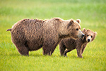 wildlife;Bear;Grizzly-Bear;Brown-Bear;Coastal-Bear;Ursus-Arctos;Cub;Katmai-NP;Hallo-Bay;D3X