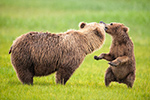 wildlife;Bear;Grizzly-Bear;Brown-Bear;Coastal-Bear;Ursus-Arctos;Cub;Kiss;Katmai-NP;Hallo-Bay