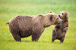 wildlife;Bear;Grizzly-Bear;Brown-Bear;Coastal-Bear;Ursus-Arctos;Cub;Sow;Katmai-NP;Hallo-Bay