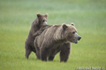 wildlife;Bear;Grizzly-Bear;Brown-Bear;Coastal-Bear;Ursus-Arctos;Cub;Fighting;Katmai-NP;Hallo-Bay