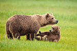 wildlife;Bear;Grizzly-Bear;Brown-Bear;Coastal-Bear;Ursus-Arctos;Cub;Playing;rain;Katmai-NP;Hallo-Bay