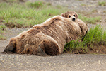 wildlife;Bear;Grizzly-Bear;Brown-Bear;Coastal-Bear;Ursus-Arctos;Cub;Katmai-NP;Hallo-Bay;D3X