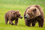 wildlife;Bear;Grizzly-Bear;Brown-Bear;Coastal-Bear;Ursus-Arctos;Cub;Katmai-NP;Hallo-Bay