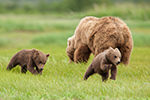 wildlife;Bear;Grizzly-Bear;Brown-Bear;Coastal-Bear;Ursus-Arctos;Cubs;Katmai-NP;Hallo-Bay;D3X