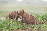 wildlife;Bear;Grizzly-Bear;Brown-Bear;Coastal-Bear;Ursus-Arctos;Cub;Fighting;Katmai-NP;Hallo-Bay