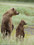 wildlife;Bear;Grizzly-Bear;Brown-Bear;Coastal-Bear;Ursus-Arctos;Cub;Katmai-NP;Hallo-Bay