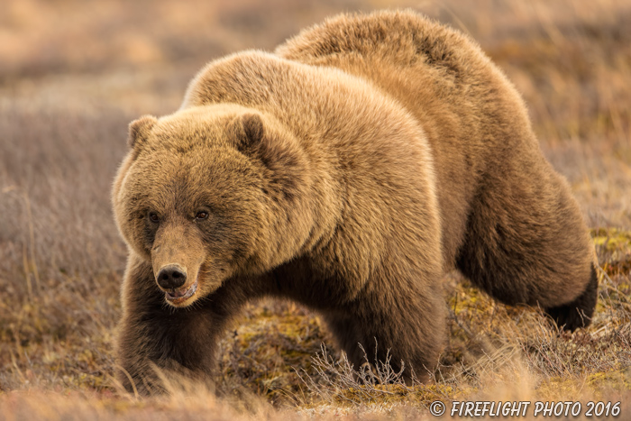 wildlife;Bear;Grizzly;Ursus arctos horribilis;Denali;Alaska;AK;D5;2016