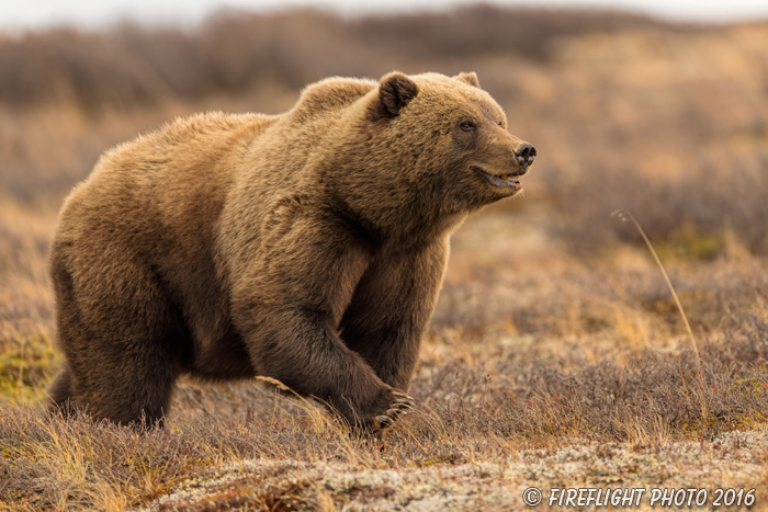 wildlife;Bear;Grizzly;Ursus arctos horribilis;Denali;Alaska;AK;D5;2016